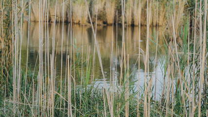 reeds in the lake