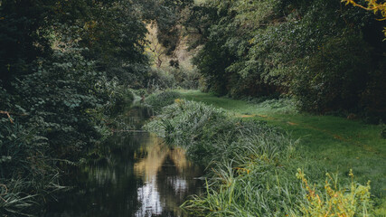 river in the forest