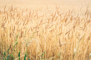 Wheat field close up