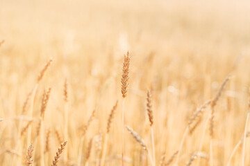 Wheat field close up, lonely spikelet