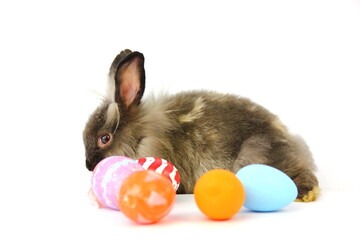 brown cute bunny rabbit with Easter eggs , isolate on white background Easter concept