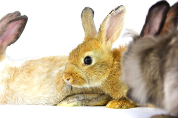 close up beautiful eye of brown rabbit , isolate on white background