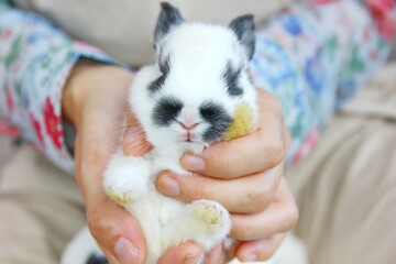 block and white color baby rabbit in hands