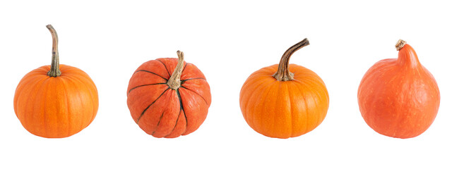 Four different pumpkins isolated on white background. Orange ripe pumpkin.