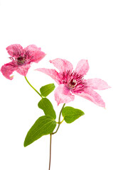 beautiful clematis flower isolated
