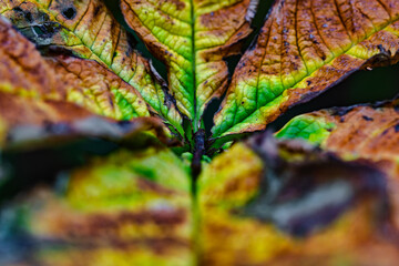 Herbstliche Schaublätter