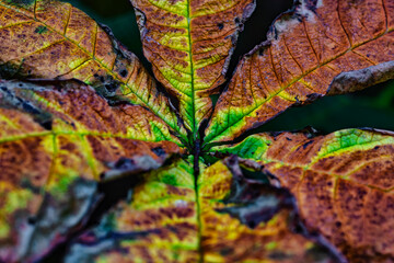Herbstliche Schaublätter
