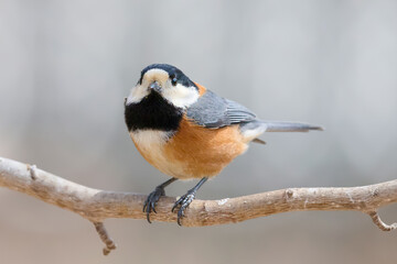 Fototapeta premium ヤマガラ 野鳥 Varied tit