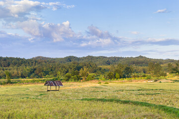 Golden Rice Field with a little hut has a big mountain and blue sky as background.