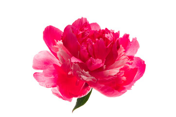 beautiful peony flower isolated