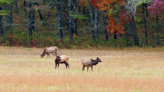 Medium, a herd of elk in an autumn field, North Carolina, USA