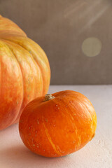 Orange and yellow pumpkins of different sizes on gray and white concrete background