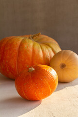 Orange and yellow pumpkins of different sizes on gray and white concrete background