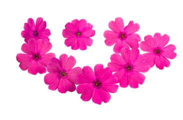 beautiful pink verbena flower isolated