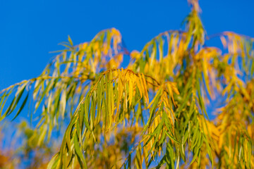 Yellow leaves close-up in backlight with slight sun glare
