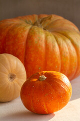 Orange and yellow pumpkins of different sizes on gray and white concrete background
