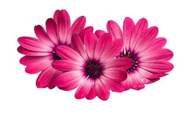 Osteospermum Daisy or Cape Daisy Flower