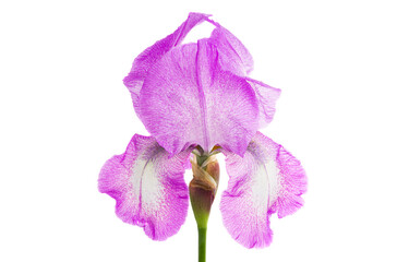 Naklejka na ściany i meble beautiful iris flower isolated