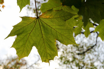 large green maple leaf in autumn on a tree in the rays of the setting sun