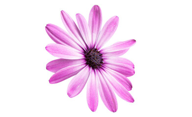 Pink Osteospermum Daisy or Cape Daisy Flower