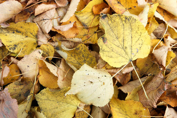 Obraz premium yellow dry colorful autumn linden leaves on the ground background