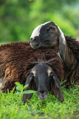 Obraz premium sheep smiling and enjoying on grass fields. sheep laughing stock images. medium closeup of sheep. vertical images back focus.