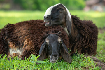 sheep smiling and enjoying on grass fields. sheep laughing stock images. medium closeup of sheep front focus.
