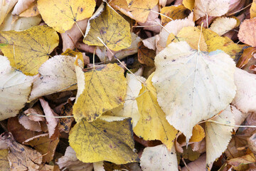 yellow dry colorful autumn linden leaves on the ground background