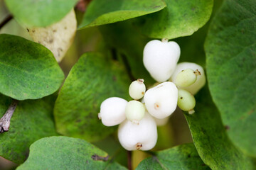 branch of a snowberry bush with large white berries macro close up