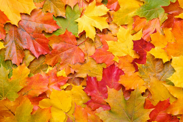 Naklejka na ściany i meble Colorful autumn maple leaves background