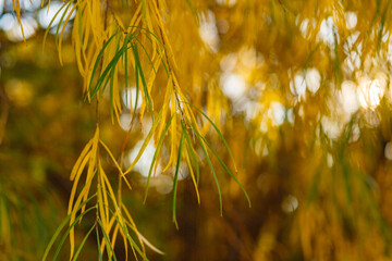 Yellow leaves close-up in backlight with slight sun glare