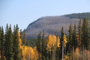 Autumn By The Mountain, Nordegg, Alberta