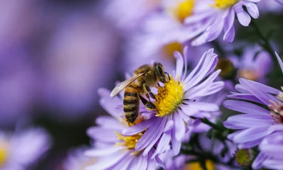 Fotobehang Beautiful blue flowers Sapphire Mist.Aster dumosus with a bee in autumn garden © OLAYOLA