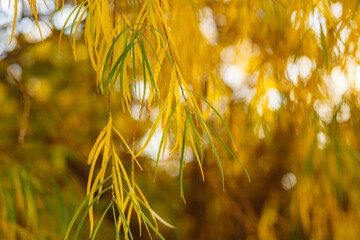 Yellow leaves close-up in backlight with slight sun glare