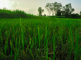 Green rice fields with the evening sun