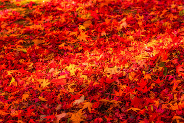 吉野山の敷き紅葉