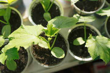seedlings of young plants on a window in a glass