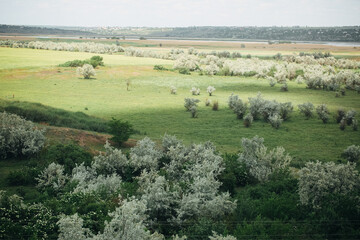 Fototapeta na wymiar olive grove on a sunny day. green glade.