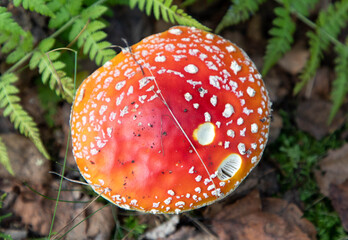 The fly, there's a fern next to him, on top.