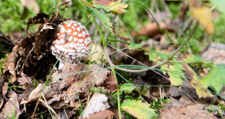 Two mushrooms grow in the forest. Young boletus. Mushrooms in grass. Mushroom hunting. Mushroom...