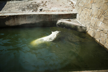 NIKOLAEV, UKRAINE - AUGUST 5, 2018. animals zoo