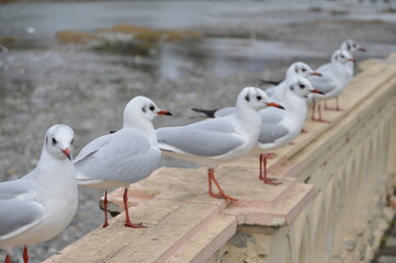 seagulls on the pier