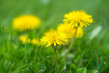 Dandelion flowers on green meadow.
