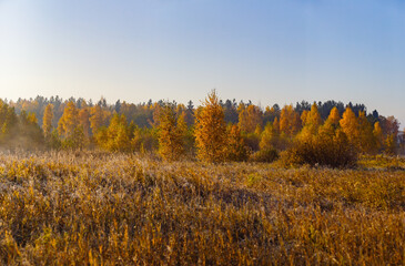 autumn forest panorama
