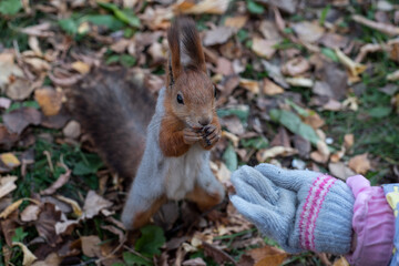 Red squirrel pulls a leg for food. Feeding proteins in nature. Squirrel and palm.