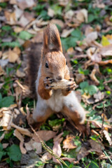 Red squirrel pulls a leg for food. Feeding proteins in nature. Squirrel and palm.