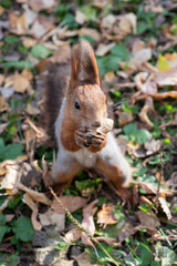 Red squirrel pulls a leg for food. Feeding proteins in nature. Squirrel and palm.