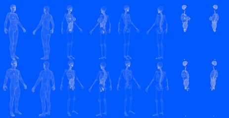 Fototapeta na wymiar Set of 16 x-ray wireframe renders of male and female body with skeleton and internal organs isolated - creative high detailed medical 3D illustration in blueprint style