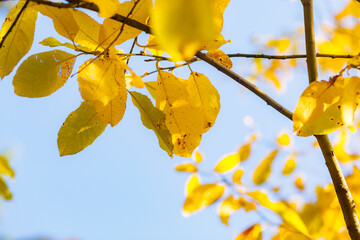 Beautiful yellow leaves in autumn sunny day