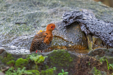 Red-legged Crake (Rallina fasciata) bathing on puddle in the rain forest. 